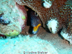 Yellow mouth moray at Lighthouse Dahab by Nadine Bielser 
